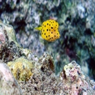 boxfish